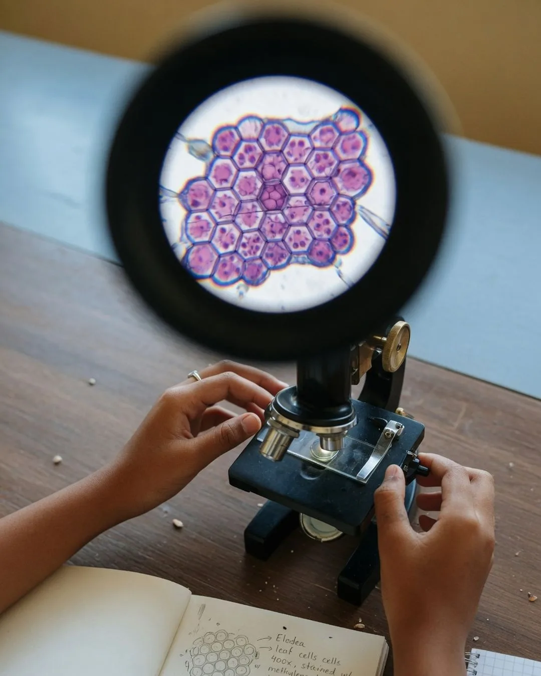 A field of cells under a compound microscope, the ordered structure Hooke first named when he looked at a sliver of cork.